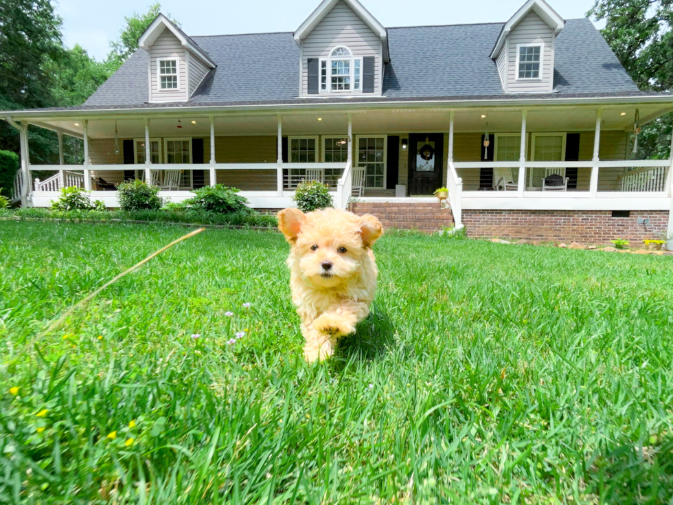 Maltipoo Pup Being Cute
