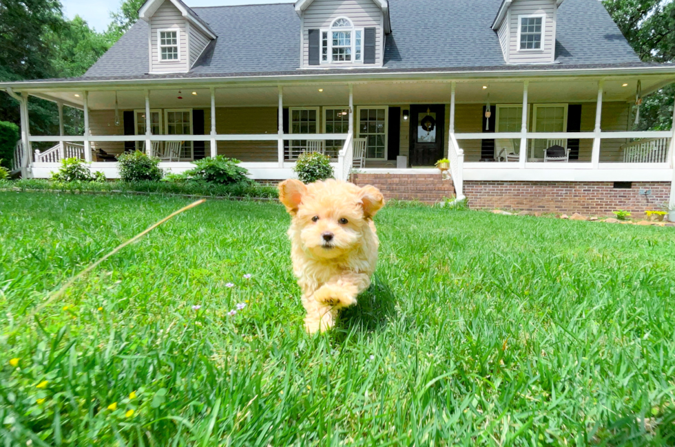 9 week old Maltipoo Puppy For Sale - Simply Southern Pups