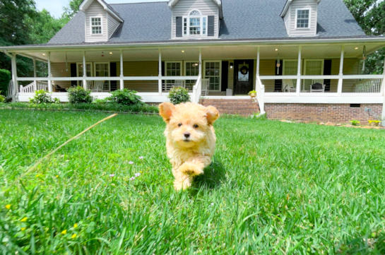 Maltipoo Pup Being Cute