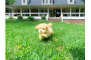 Maltipoo Pup Being Cute