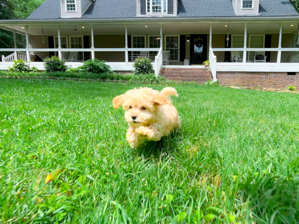Maltipoo Pup Being Cute