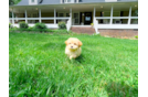 Maltipoo Puppy for Adoption
