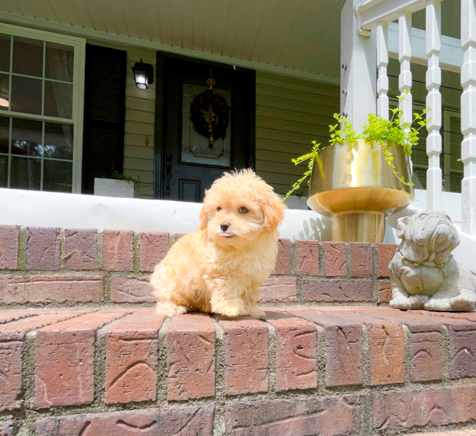 Best Maltipoo Baby