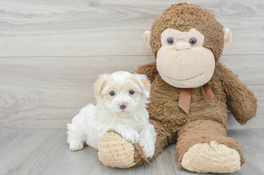 Adorable Maltepoo Poodle Mix Puppy
