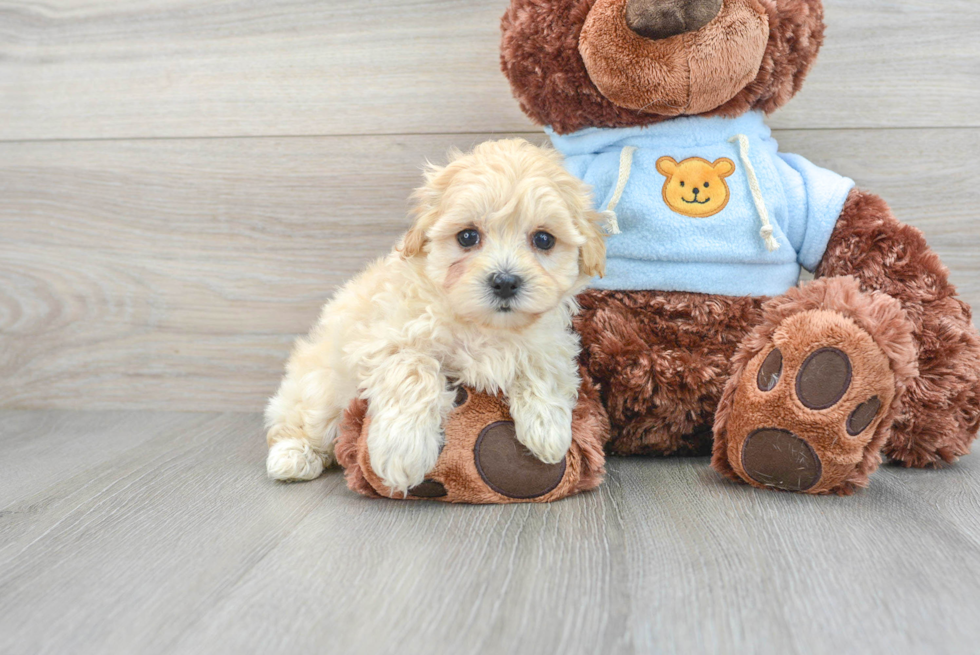 Funny Maltipoo Poodle Mix Pup