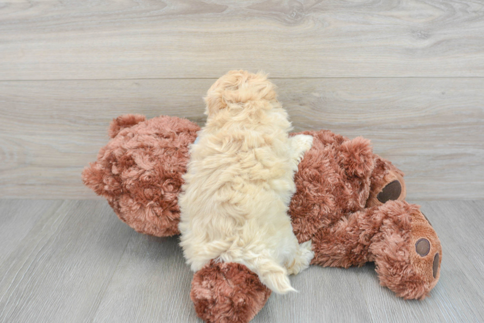Cute Maltipoo Baby
