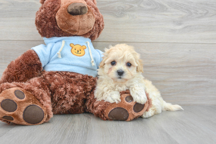 Playful Maltepoo Poodle Mix Puppy