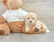 8 week old Maltipoo Puppy For Sale - Simply Southern Pups