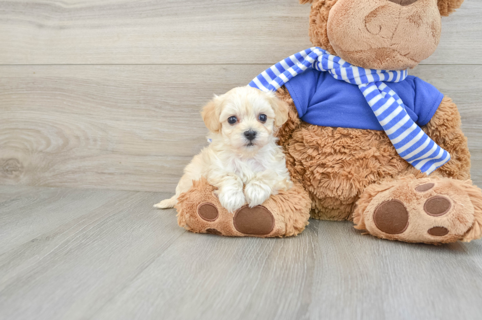 6 week old Maltipoo Puppy For Sale - Simply Southern Pups