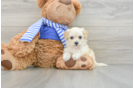 Maltipoo Pup Being Cute