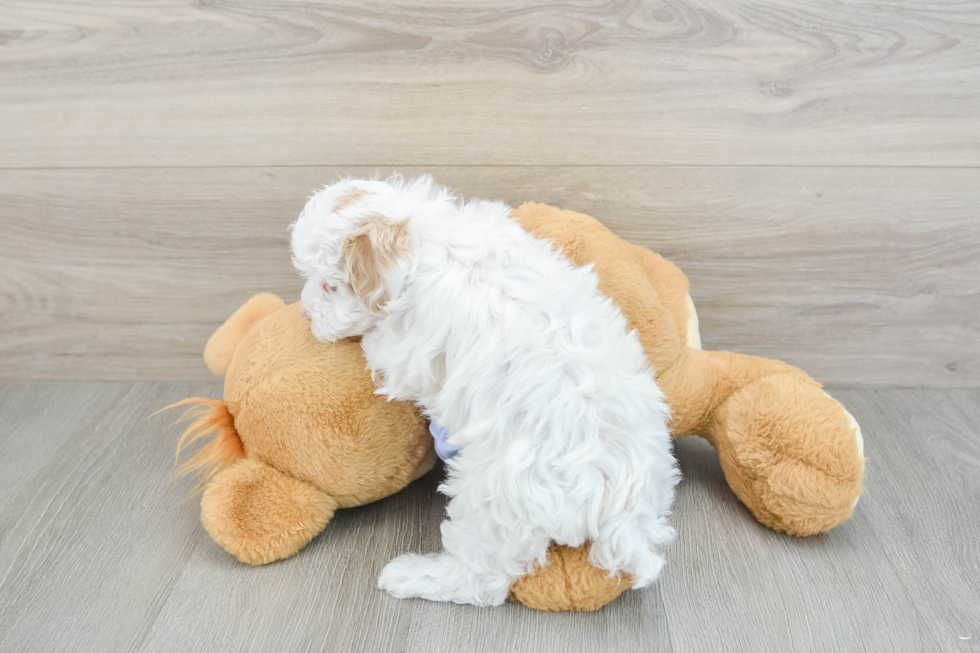 Maltipoo Puppy for Adoption