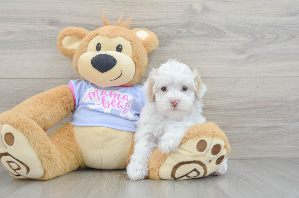 6 week old Maltipoo Puppy For Sale - Simply Southern Pups