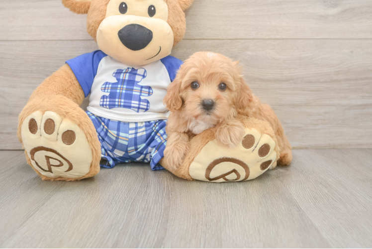 Happy Maltipoo Baby