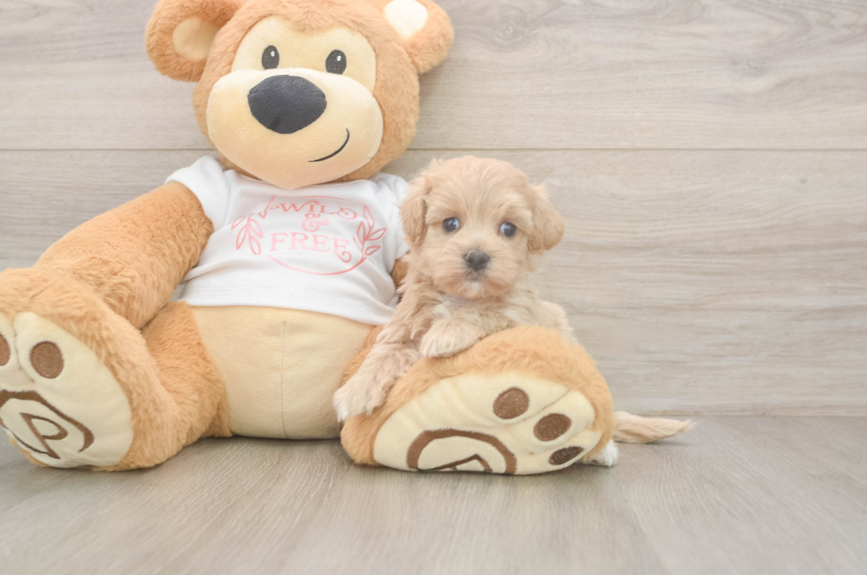 5 week old Maltipoo Puppy For Sale - Simply Southern Pups