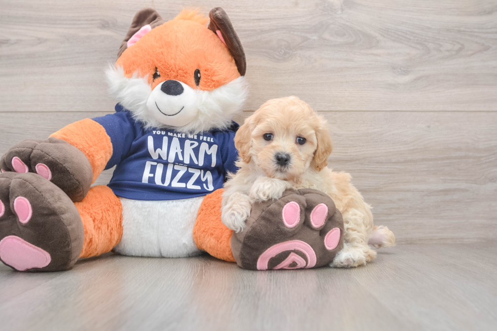 Maltipoo Puppy for Adoption