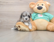 8 week old Maltipoo Puppy For Sale - Simply Southern Pups