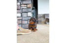 Cute Maltipoo Poodle Mix Pup