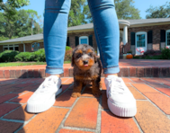 8 week old Maltipoo Puppy For Sale - Simply Southern Pups