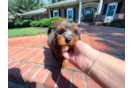 Cute Maltipoo Poodle Mix Pup
