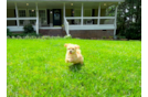 Best Maltipoo Baby