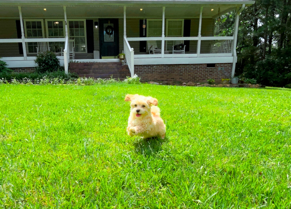 Best Maltipoo Baby