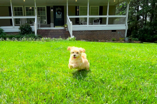 Best Maltipoo Baby