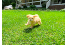 Maltipoo Pup Being Cute