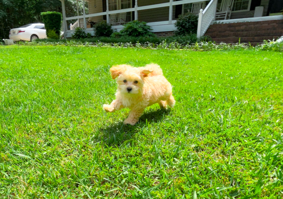 Maltipoo Pup Being Cute