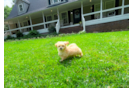 Best Maltipoo Baby