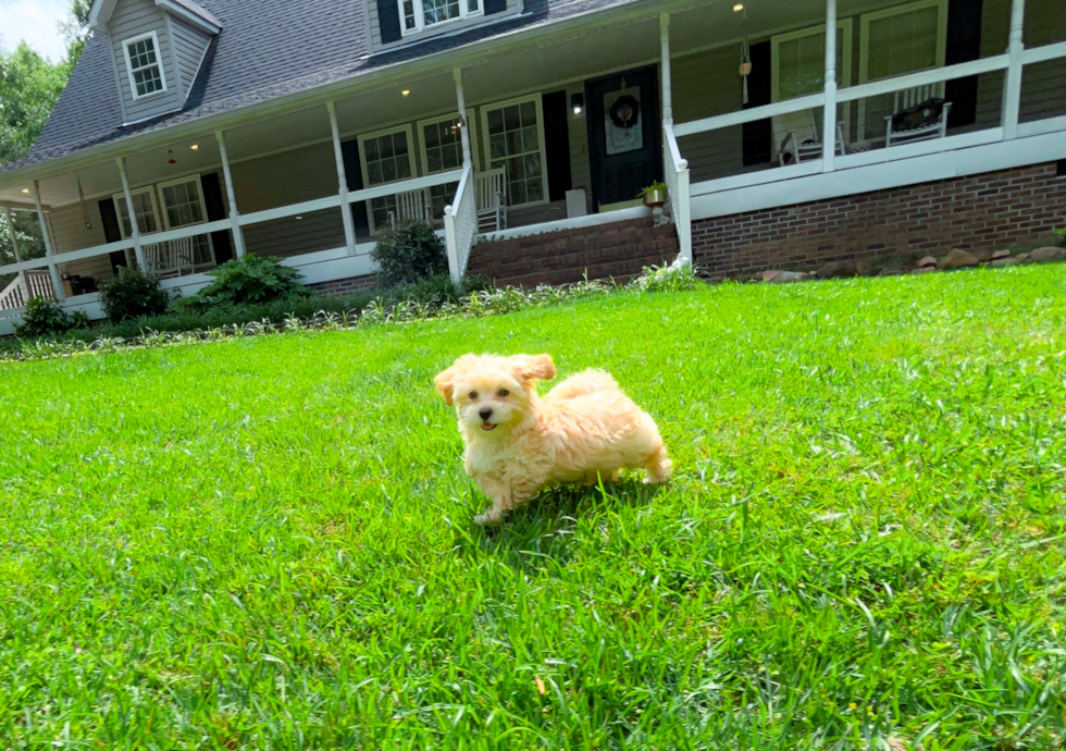 Best Maltipoo Baby