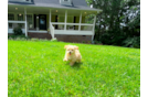 Best Maltipoo Baby