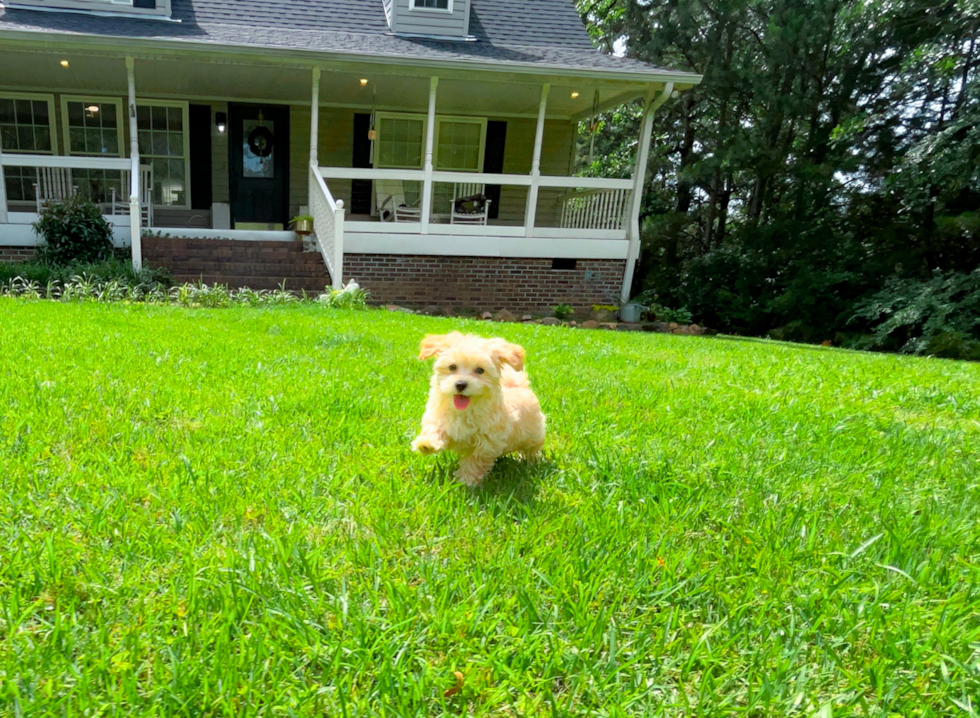Best Maltipoo Baby