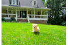 Cute Maltipoo Baby