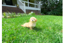 Cute Maltipoo Poodle Mix Pup