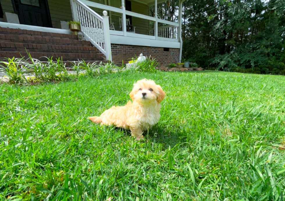 Cute Maltipoo Poodle Mix Pup
