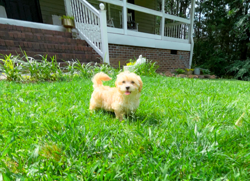Best Maltipoo Baby