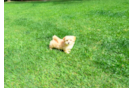 Maltipoo Pup Being Cute