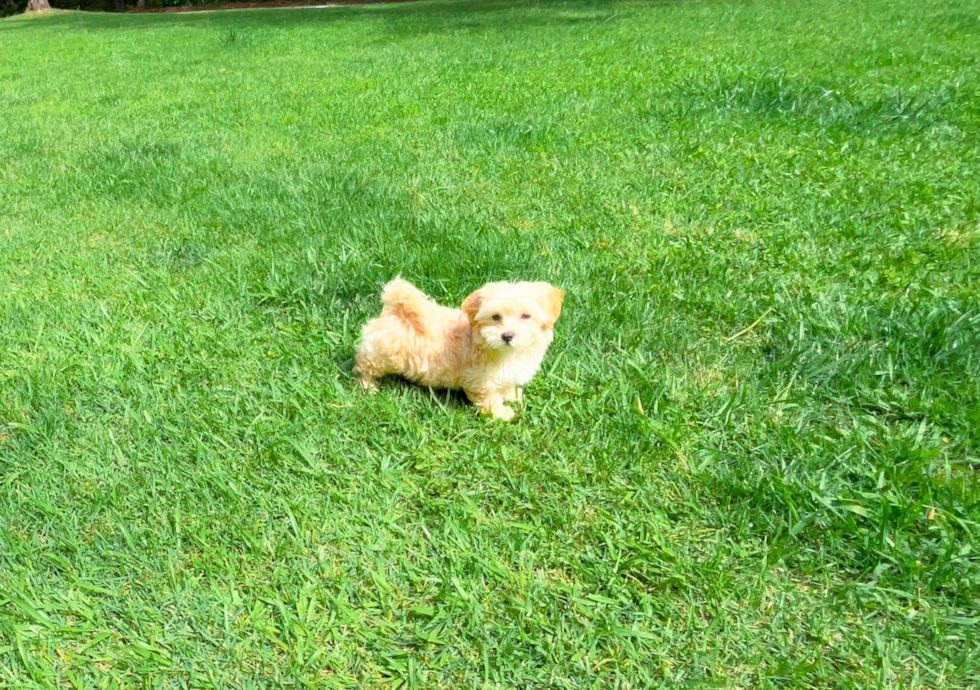 Maltipoo Pup Being Cute