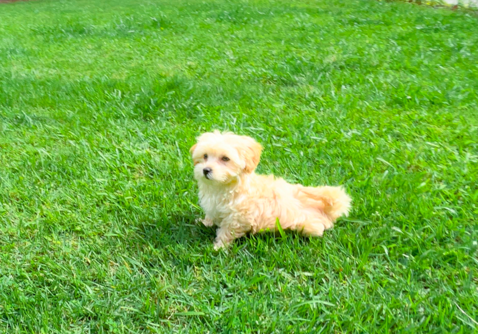 Maltipoo Puppy for Adoption