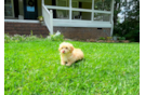 Maltipoo Pup Being Cute