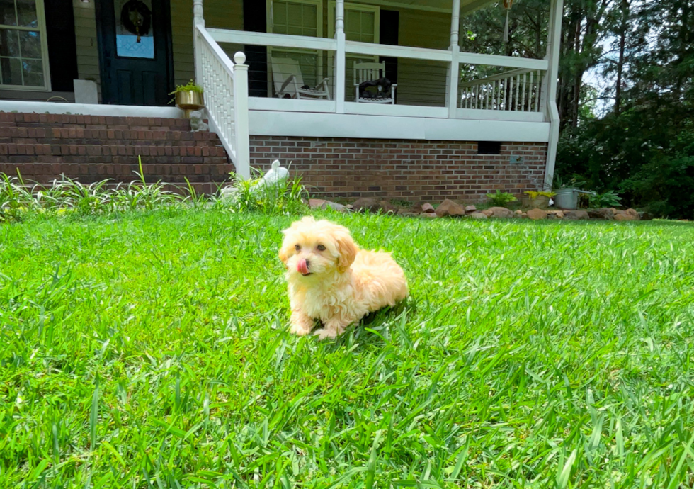 Maltipoo Pup Being Cute