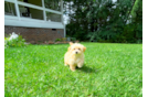 Cute Malt a Poo Poodle Mix Puppy