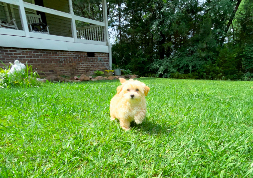 Cute Malt a Poo Poodle Mix Puppy