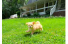 Cute Maltipoo Poodle Mix Pup