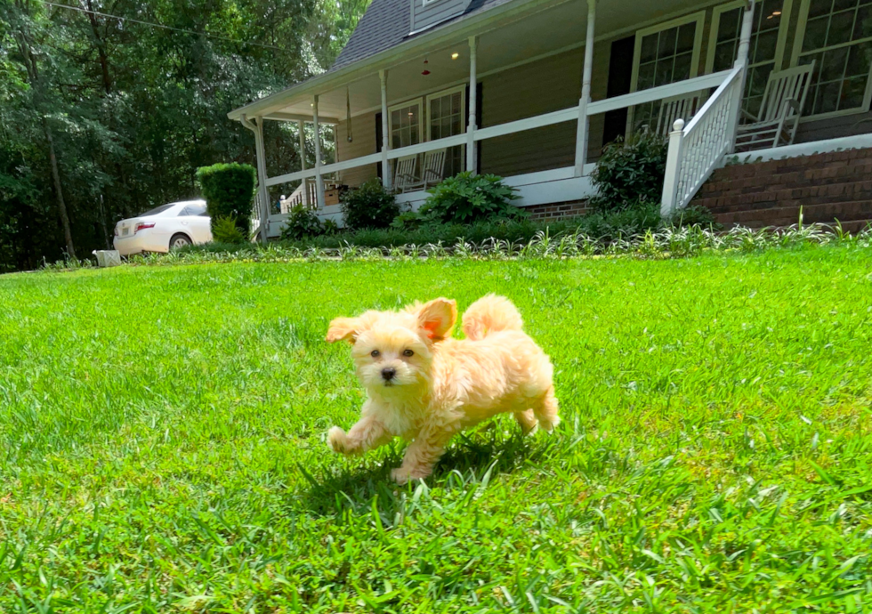 Cute Maltipoo Poodle Mix Pup