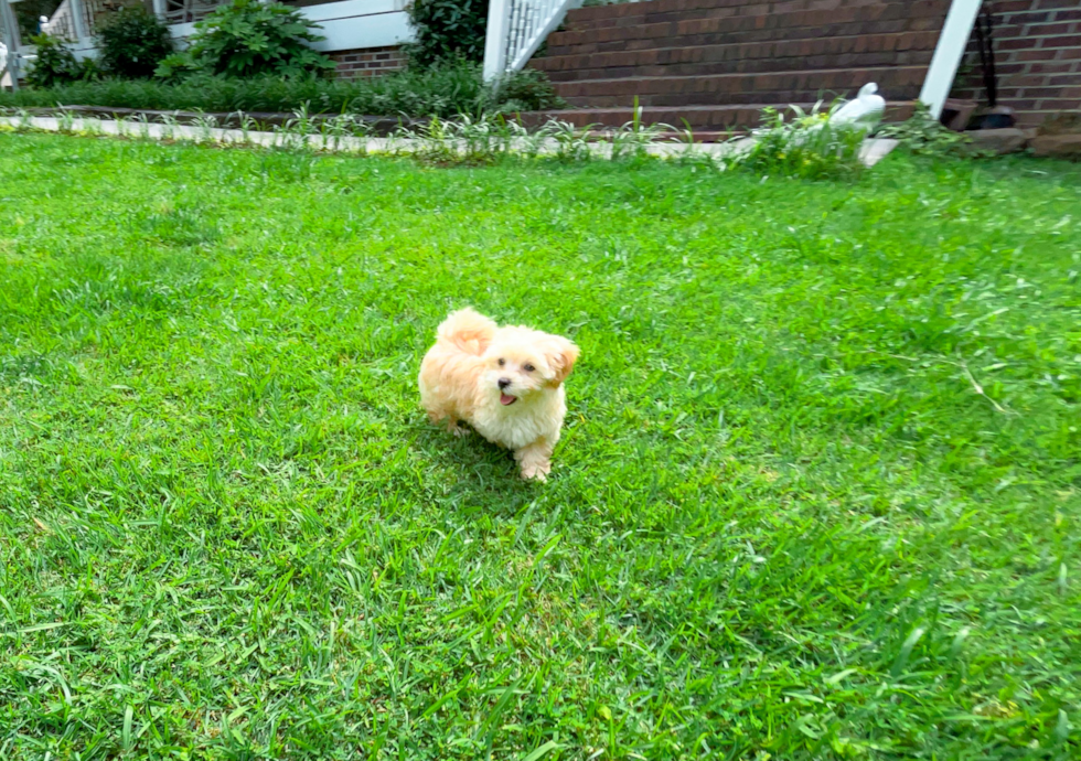 Cute Maltipoo Poodle Mix Pup