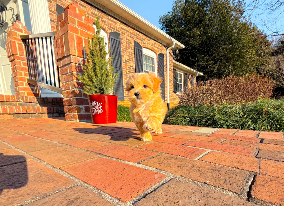 Cute Maltipoo Poodle Mix Pup