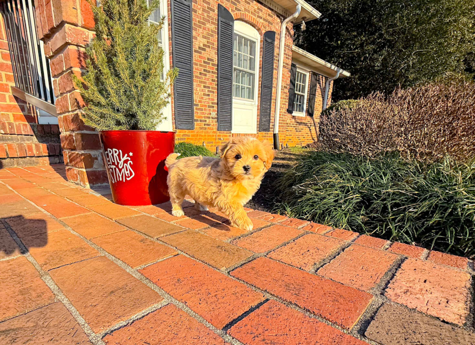 Cute Maltipoo Poodle Mix Pup