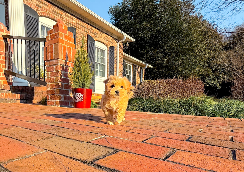 Maltipoo Pup Being Cute