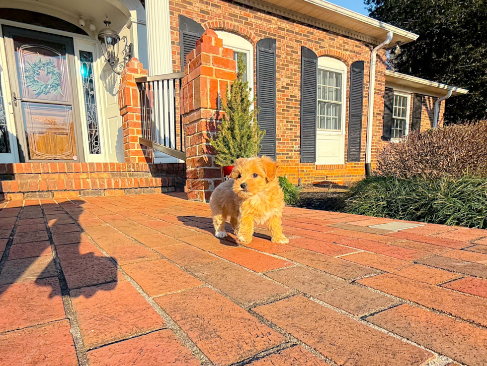 Maltipoo Puppy for Adoption